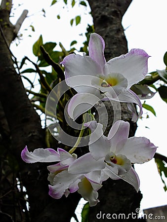 Orquideas brancas em um dia nublado Stock Photo