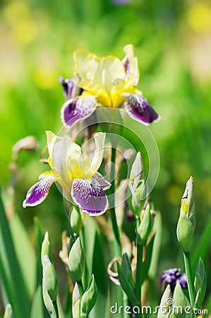 Orris bloom Stock Photo