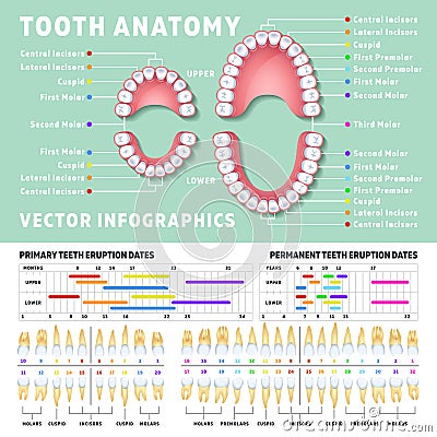 Orthodontist human tooth anatomy vector infographics with teeth diagrams Vector Illustration