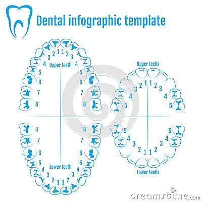 Orthodontist human tooth anatomy vector with numbering of teeth Vector Illustration