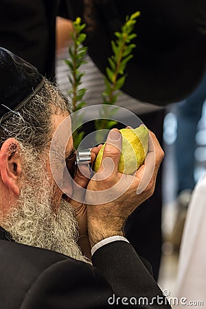 Orthodox Jew checks etrog Editorial Stock Photo