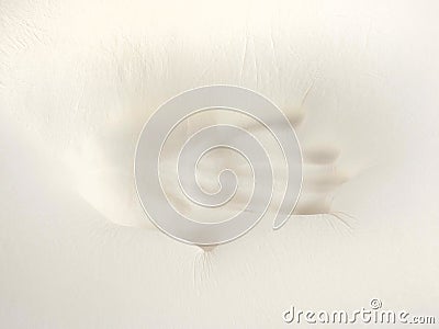 Orthopedic pillow, memory foam. Stock Photo