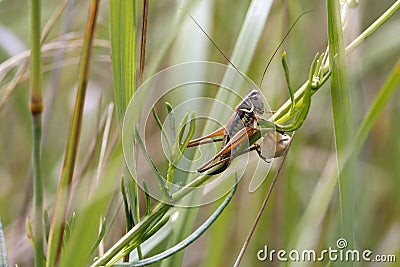 Orthoptera / Grasshopper Stock Photo