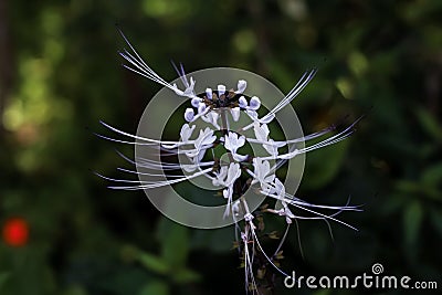 Orthosiphon aristatus , also known as cat's whiskers, belongs to the family Lamiaceae Labiatae Stock Photo