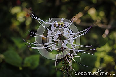 Orthosiphon aristatus , also known as cat's whiskers, belongs to the family Lamiaceae Labiatae Stock Photo