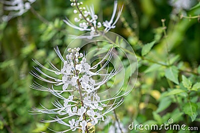 Orthosiphon aristatus Stock Photo