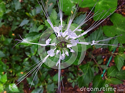 Orthosiphon aristatus flower or cat's whiskers flower. Stock Photo