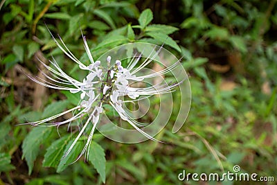 Orthosiphon aristatus or known as cat's whiskers is a plant from the Lamiaceae Labiatae family. Stock Photo