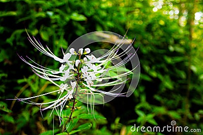 Orthosiphon aristatus or known as cat's whiskers is a plant from the Lamiaceae Labiatae family. Stock Photo