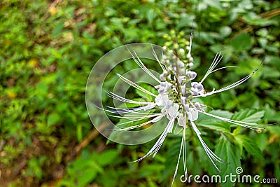 Orthosiphon aristatus or known as cat's whiskers is a plant from the Lamiaceae Labiatae family. Stock Photo