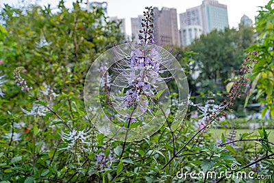 Orthosiphon aristatus is a plant species in the family of Lamiaceae / Labiatae. Stock Photo