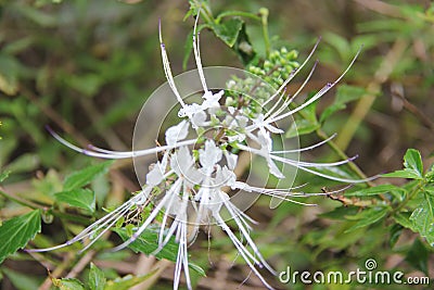 Orthosiphon aristatus. is a plant species in the family of Lamiaceae Labiatae Stock Photo