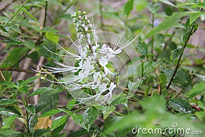 Orthosiphon aristatus. is a plant species in the family of Lamiaceae Labiatae Stock Photo