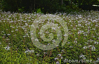 Orthosiphon stamineus farm Stock Photo