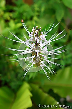 Orthosiphon Stamineus Herbs - Misai Kucing Herbs Stock Photo