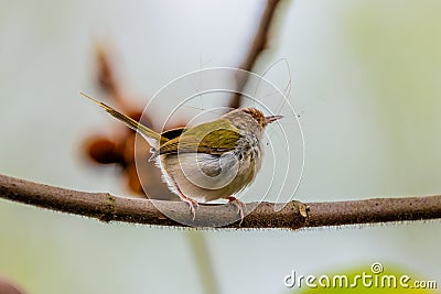 Orthotomus sutorius or Common tailorbird in the forest at Gayabari village. Himalayas. India Stock Photo