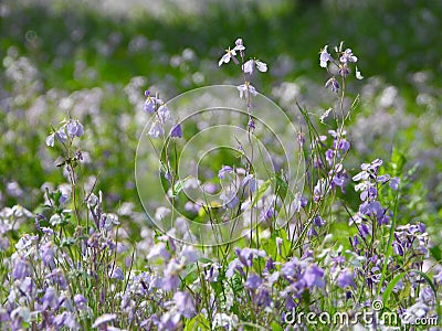 Blooming Orychophragmus violaceus Stock Photo