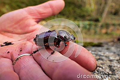 Oryctes nasicornis Stock Photo