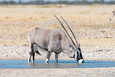 Oryx, also called gemsbok, drinking water at a waterhole Stock Photo