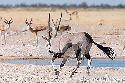 Oryx, also called gemsbok, running water at a waterhole Stock Photo