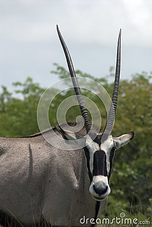 Oryx Antilope Stock Photo