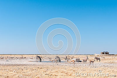 Oryx, Burchells zebras and springboks at a waterhole Stock Photo