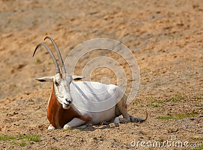 Oryx dammah Stock Photo