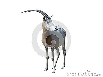 oryx dammah isolated on white Stock Photo