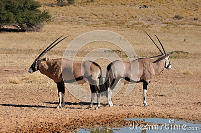 Oryx (Gemsbok) Stock Photo