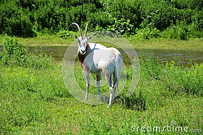 Oryx is a genus consisting of four large antelope species called oryxes Stock Photo