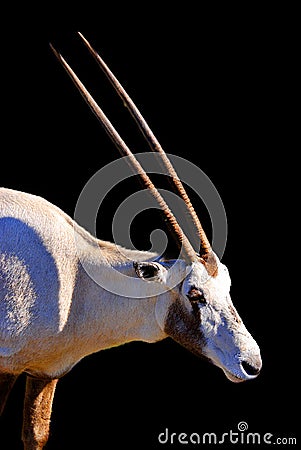 Oryx is a genus consisting of four large antelope species called oryxes. Stock Photo