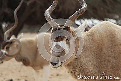 Oryx Stock Photo