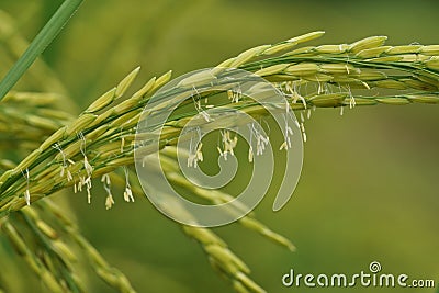 Oryza sativa with small wind pollinated flowers Stock Photo