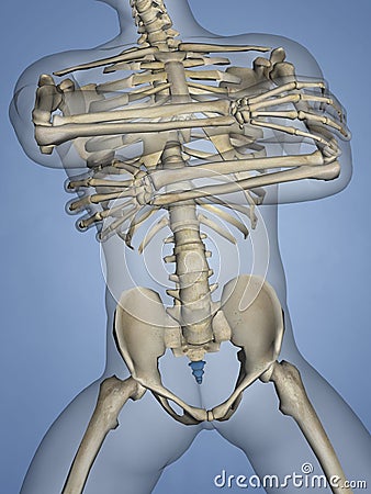 Os coccygis, 3D Model Stock Photo