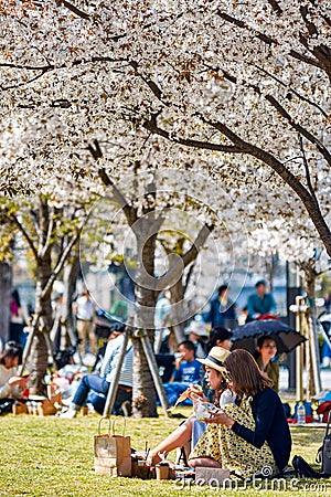 Girls picnicking under cherry trees, enjoying the view of cherry blossom sakura in Osaka, Japan Editorial Stock Photo