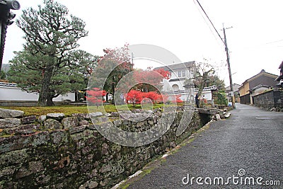 Tree, woody, plant, town, residential, area, house, wall, neighbourhood, road, real, estate, cottage, street, village, asphalt, sh Editorial Stock Photo