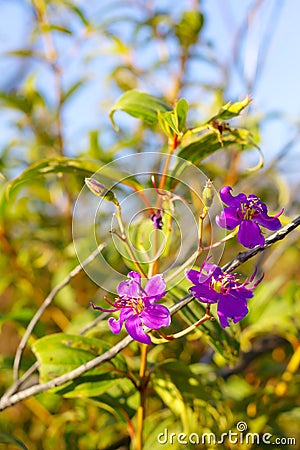 Osbeckia stellata Ham.flowe blur background Stock Photo