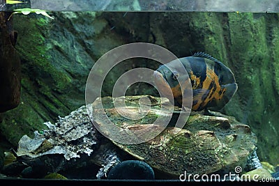 Oscar (Astronotus ocellatus) and mata mata (Chelus fimbriata). Stock Photo