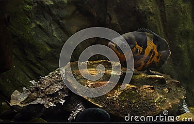 Oscar fish Astronotus ocellatus and mata mata Chelus fimbriata Stock Photo
