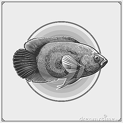 Oscar fish emblem. Black and white realistic graphics. Vector Illustration