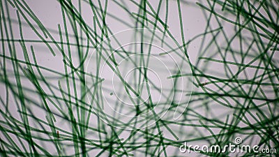 Oscillatoria is a genus of filamentous cyanobacterium, oscillation in its movement under the microscope. Stock Photo