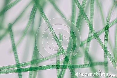 Oscillatoria is a genus of filamentous cyanobacterium, oscillation in its movement under the microscope. Stock Photo