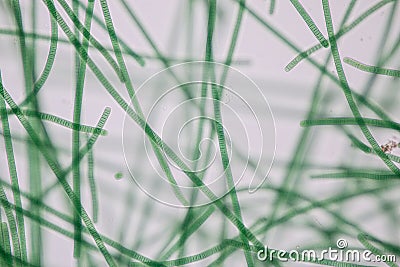 Oscillatoria is a genus of filamentous cyanobacterium, oscillation in its movement under the microscope. Stock Photo