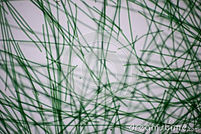 Oscillatoria is a genus of filamentous cyanobacterium, oscillation in its movement under the microscope. Stock Photo