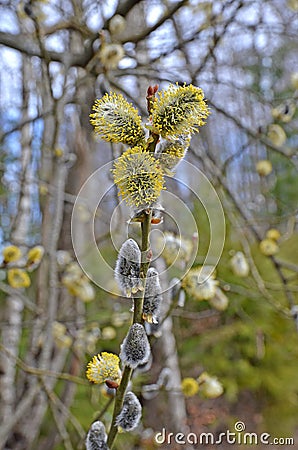 Osier willow puddle bud burgeon gemma buttons on bush tree branch closeup Stock Photo