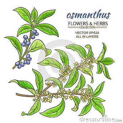 Osmanthus vector set Vector Illustration