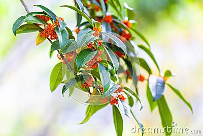Osmanthus fragrans on the branch Stock Photo