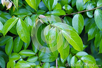 Osmanthus leaf (Also named as Apocynaceae Osmanthus or Parameria barbata Schum.) Stock Photo