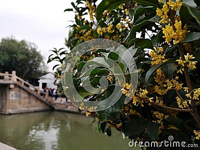 Osmanthus tree flowers in China Stock Photo