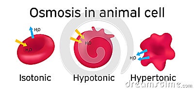 Osmosis Animal cell Vector Illustration